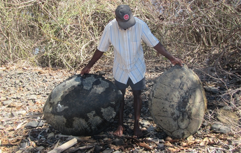 Shells of killed sea turtles (2) (1).JPG